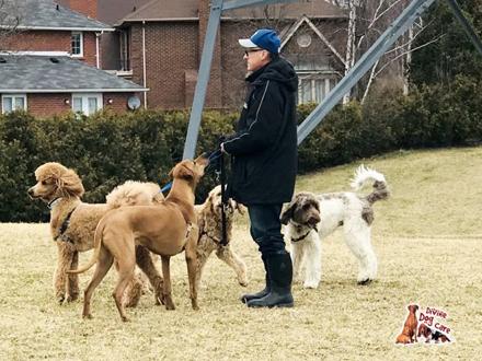 DivineDogCare-Renee-Toronto-DogWalking-AdventureRomps-1