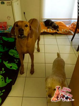 home-boarding-services-divinedogcare-renee-dinu-22